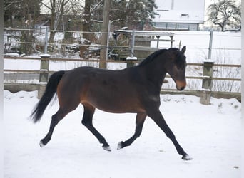 Koń reński, Klacz, 8 lat, 165 cm, Ciemnogniada