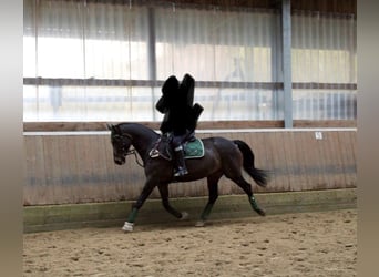 Koń reński, Klacz, 8 lat, 165 cm, Ciemnogniada