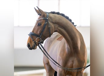 Koń reński, Klacz, 8 lat, 165 cm, Gniada