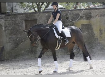 Koń reński, Klacz, 8 lat, 168 cm, Ciemnogniada