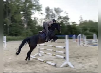 Koń reński, Klacz, 8 lat, 169 cm, Skarogniada