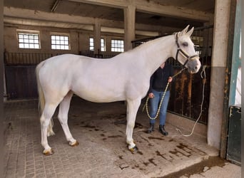 Koń reński, Klacz, 8 lat, 170 cm, Siwa