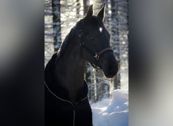 Koń reński, Klacz, 8 lat, 170 cm, Skarogniada