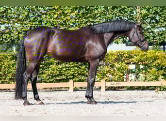 Koń reński, Klacz, 8 lat, 172 cm, Ciemnogniada