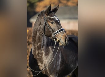 Koń reński, Klacz, 9 lat, 172 cm, Skarogniada
