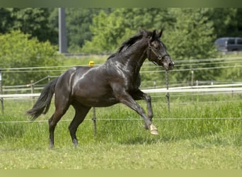 Koń reński, Klacz, 9 lat, 172 cm, Skarogniada
