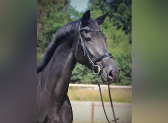 Koń reński, Klacz, 9 lat, 173 cm, Kara