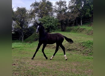 Koń reński, Ogier, 1 Rok, 165 cm