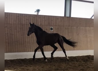 Koń reński, Ogier, 2 lat, 152 cm, Gniada