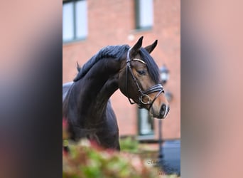 Koń reński, Ogier, 4 lat, 169 cm, Ciemnogniada