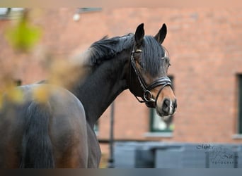 Koń reński, Ogier, 4 lat, 169 cm, Ciemnogniada