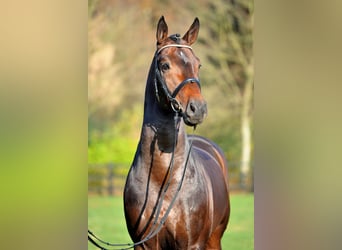 Koń reński, Ogier, 22 lat, 169 cm, Ciemnogniada