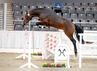 Koń reński, Ogier, 6 lat, 171 cm, Gniada