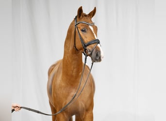 Koń reński, Ogier, 5 lat, 168 cm, Kasztanowata
