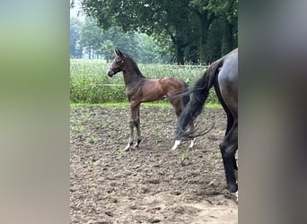 Koń reński, Ogier, Źrebak (05/2024)