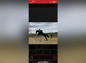 Koń reński, Wałach, 13 lat, 168 cm, Skarogniada