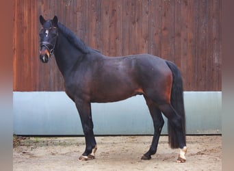 Koń reński, Wałach, 4 lat, 164 cm, Gniada