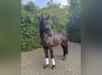 Koń reński, Wałach, 4 lat, 176 cm, Ciemnogniada