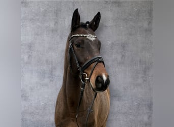 Koń reński, Wałach, 5 lat, 164 cm, Ciemnogniada