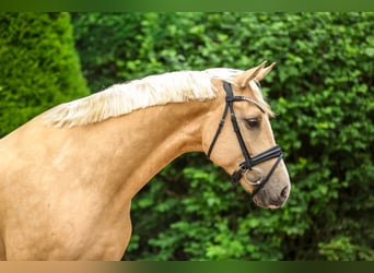 Koń reński, Wałach, 5 lat, 169 cm, Izabelowata