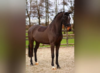 Koń reński, Wałach, 6 lat, 165 cm, Ciemnogniada