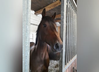 Koń reński, Wałach, 10 lat, 168 cm, Gniada
