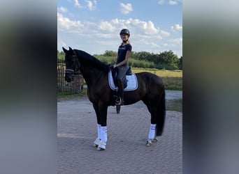 Koń reński, Wałach, 10 lat, 168 cm, Kara