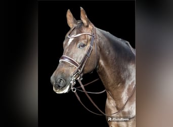 Koń reński, Wałach, 10 lat, 176 cm, Ciemnokasztanowata
