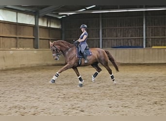 Koń reński, Wałach, 11 lat, 171 cm, Kasztanowata