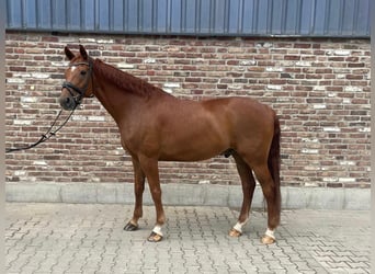 Koń reński, Wałach, 11 lat, 172 cm, Kasztanowata