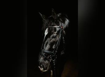 Koń reński, Wałach, 11 lat, 172 cm, Skarogniada