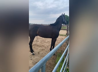 Koń reński, Wałach, 12 lat, 168 cm