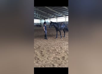 Koń reński, Wałach, 12 lat, 168 cm