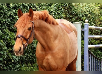 Koń reński, Wałach, 12 lat, 172 cm, Ciemnokasztanowata