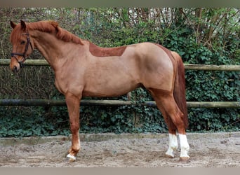 Koń reński, Wałach, 12 lat, 172 cm, Ciemnokasztanowata