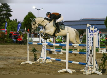 Koń reński, Wałach, 14 lat, 170 cm, Siwa