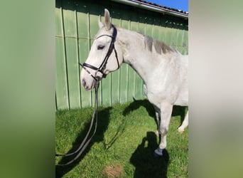Koń reński, Wałach, 14 lat, 172 cm, Siwa