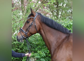 Koń reński, Wałach, 15 lat, 165 cm, Gniada