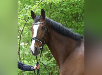 Koń reński, Wałach, 15 lat, 165 cm, Gniada