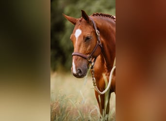 Koń reński, Wałach, 15 lat, 165 cm, Kasztanowata