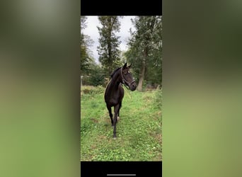 Koń reński, Wałach, 15 lat, 168 cm, Gniada