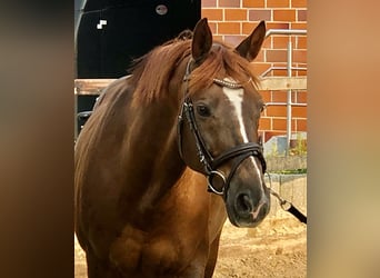 Koń reński, Wałach, 16 lat, 165 cm, Ciemnokasztanowata