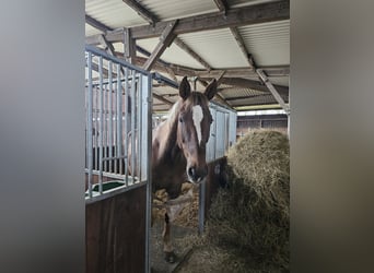 Koń reński, Wałach, 19 lat, 178 cm, Kasztanowata
