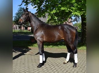 Koń reński, Wałach, 3 lat, 165 cm, Skarogniada