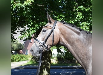 Koń reński, Wałach, 3 lat, 168 cm, Siwa