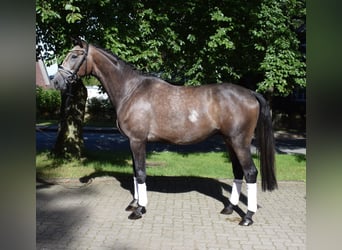 Koń reński, Wałach, 3 lat, 168 cm, Siwa
