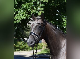 Koń reński, Wałach, 3 lat, 168 cm, Siwa
