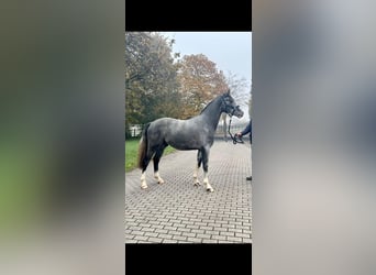 Koń reński, Wałach, 3 lat, 168 cm, Stalowosiwy