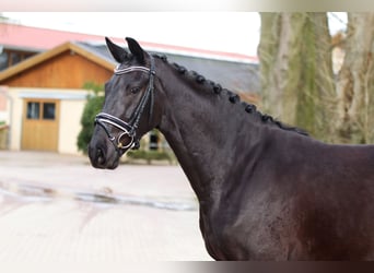 Koń reński, Wałach, 4 lat, 161 cm, Kara