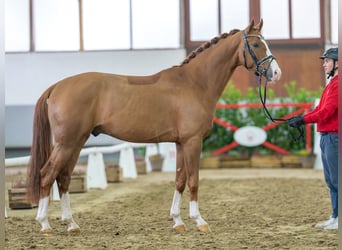 Koń reński, Wałach, 4 lat, 165 cm, Kasztanowata